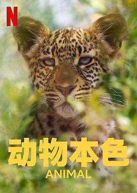 动物本色 第二季 2022 纪录片 海报